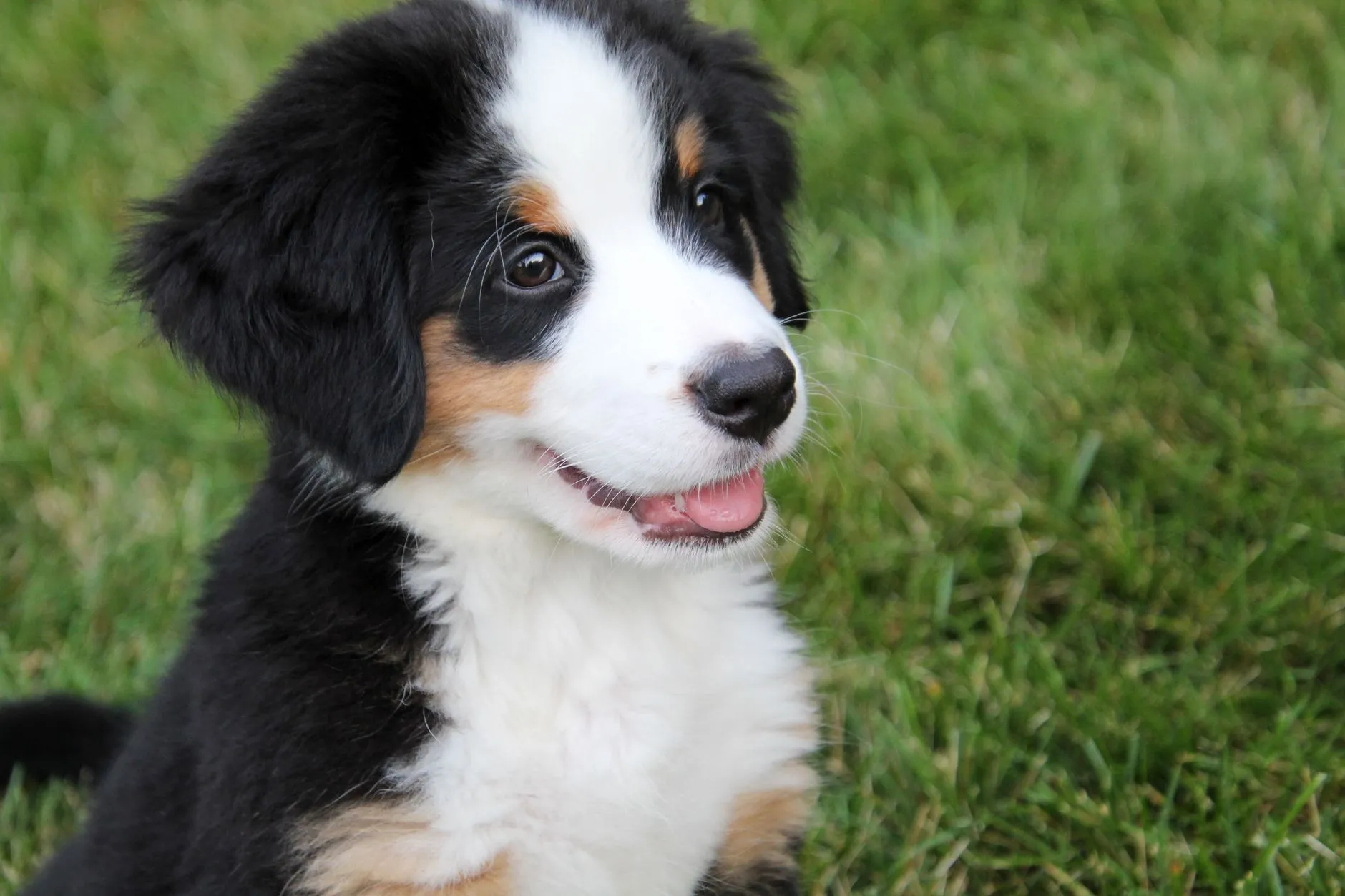 A Bernese Mountain Dog puppy