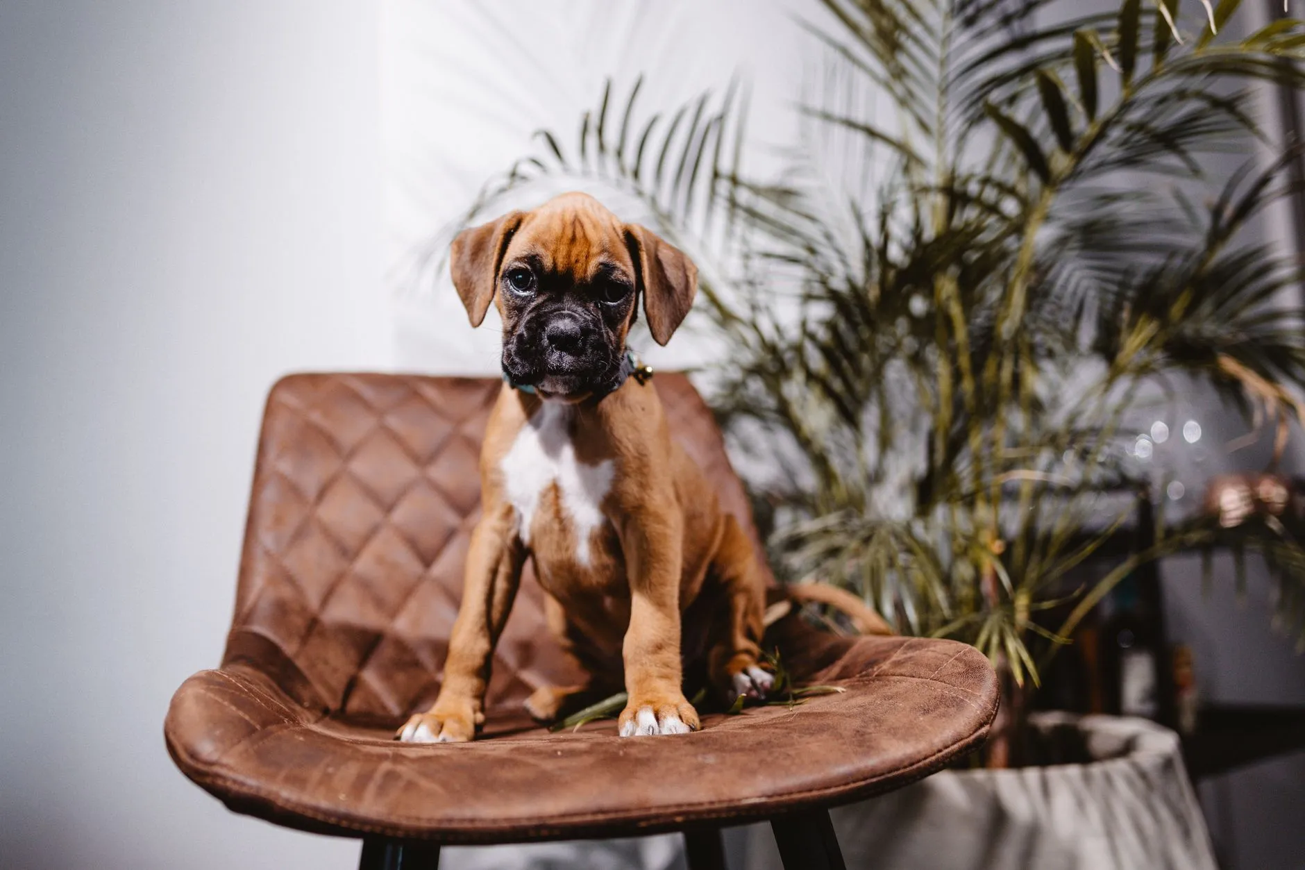 A Boxer puppy