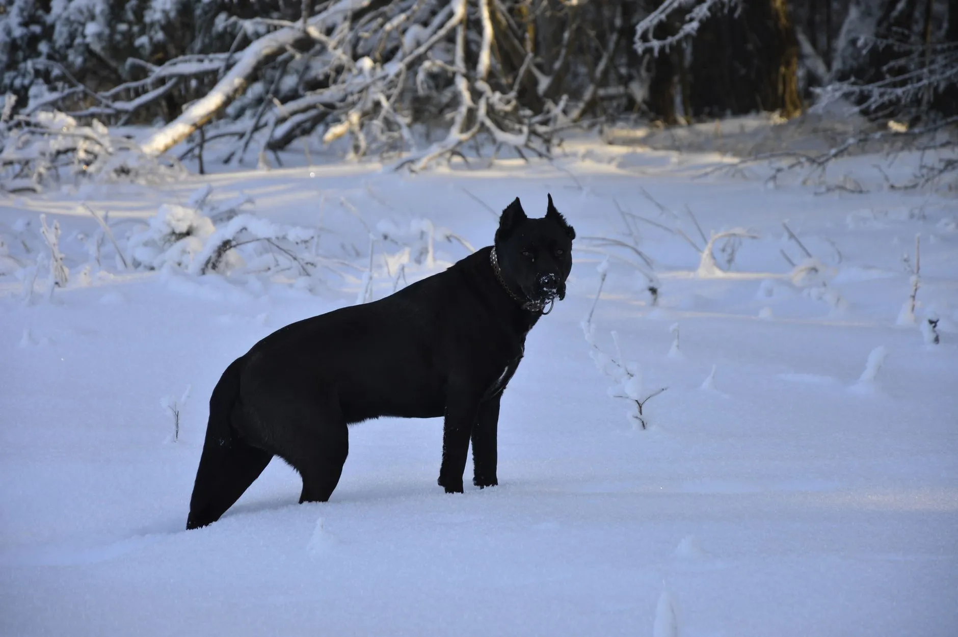 A Cane Corso puppy