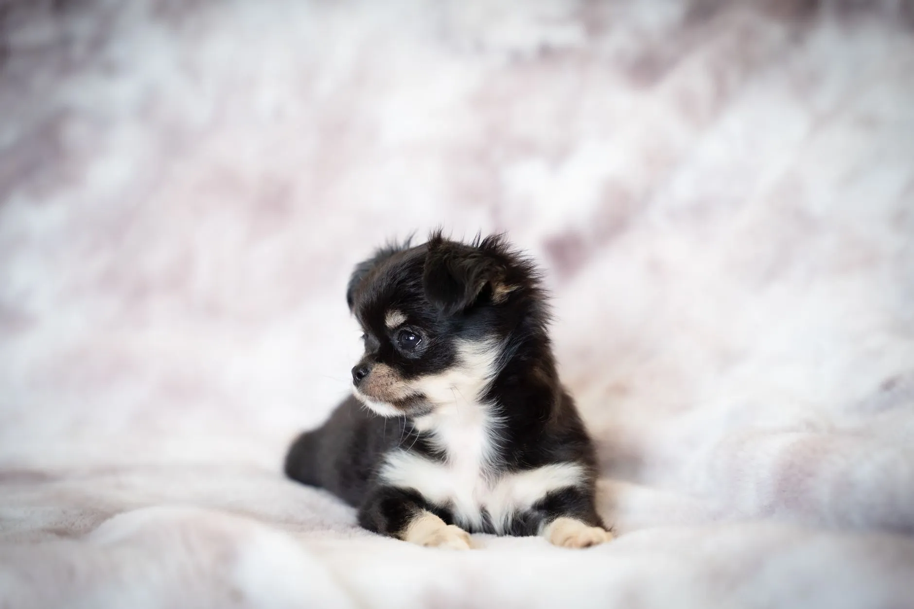 Chihuahua puppy