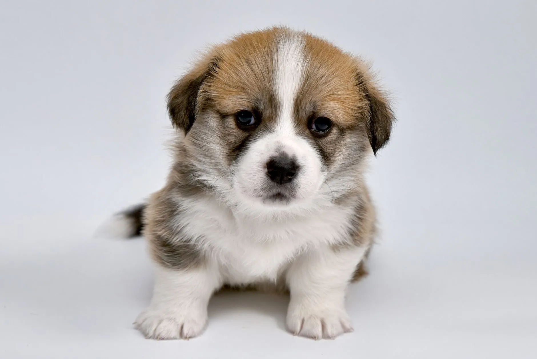 A Pembroke Welsh Corgi puppy