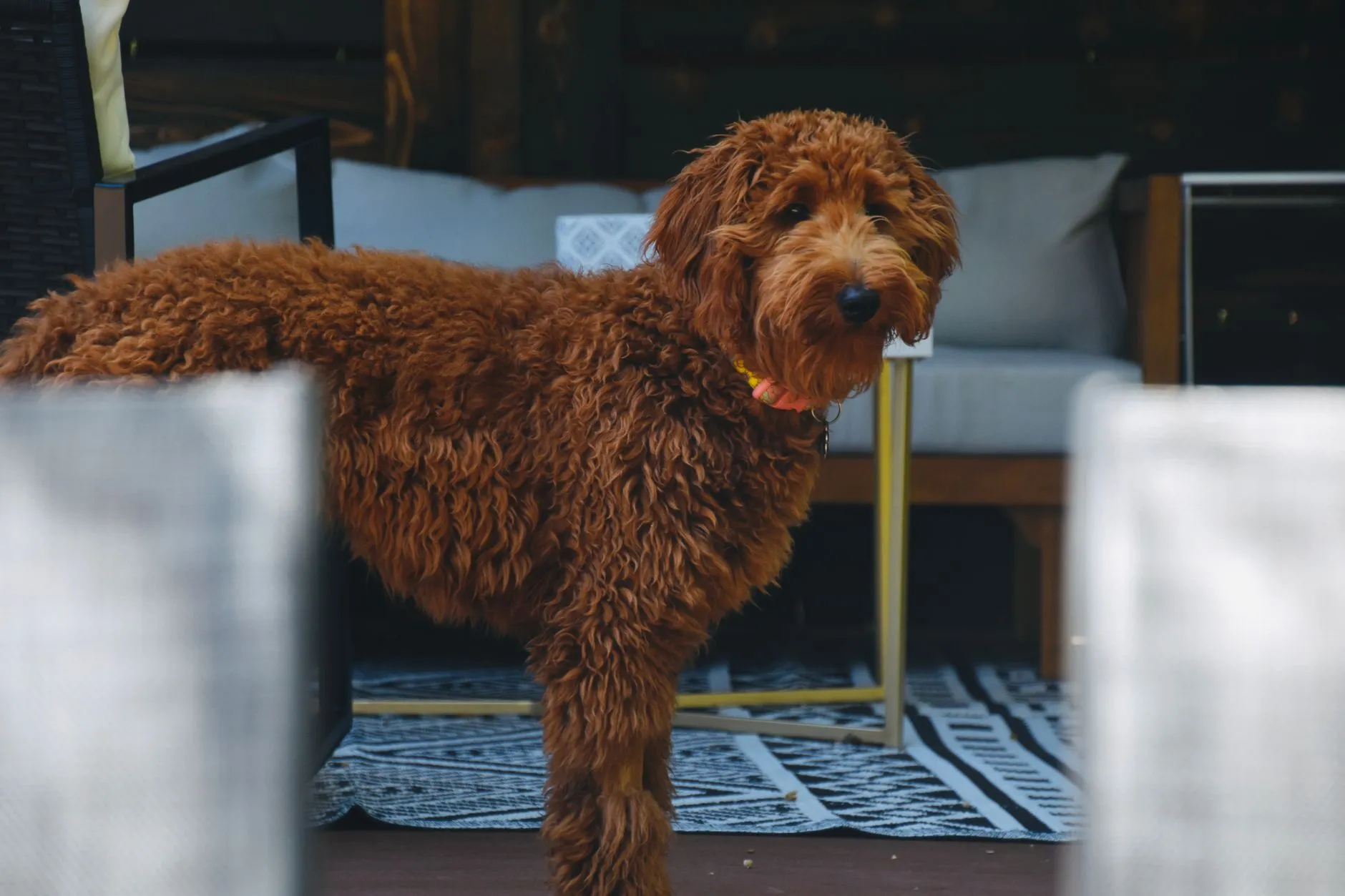 Goldendoodle puppy
