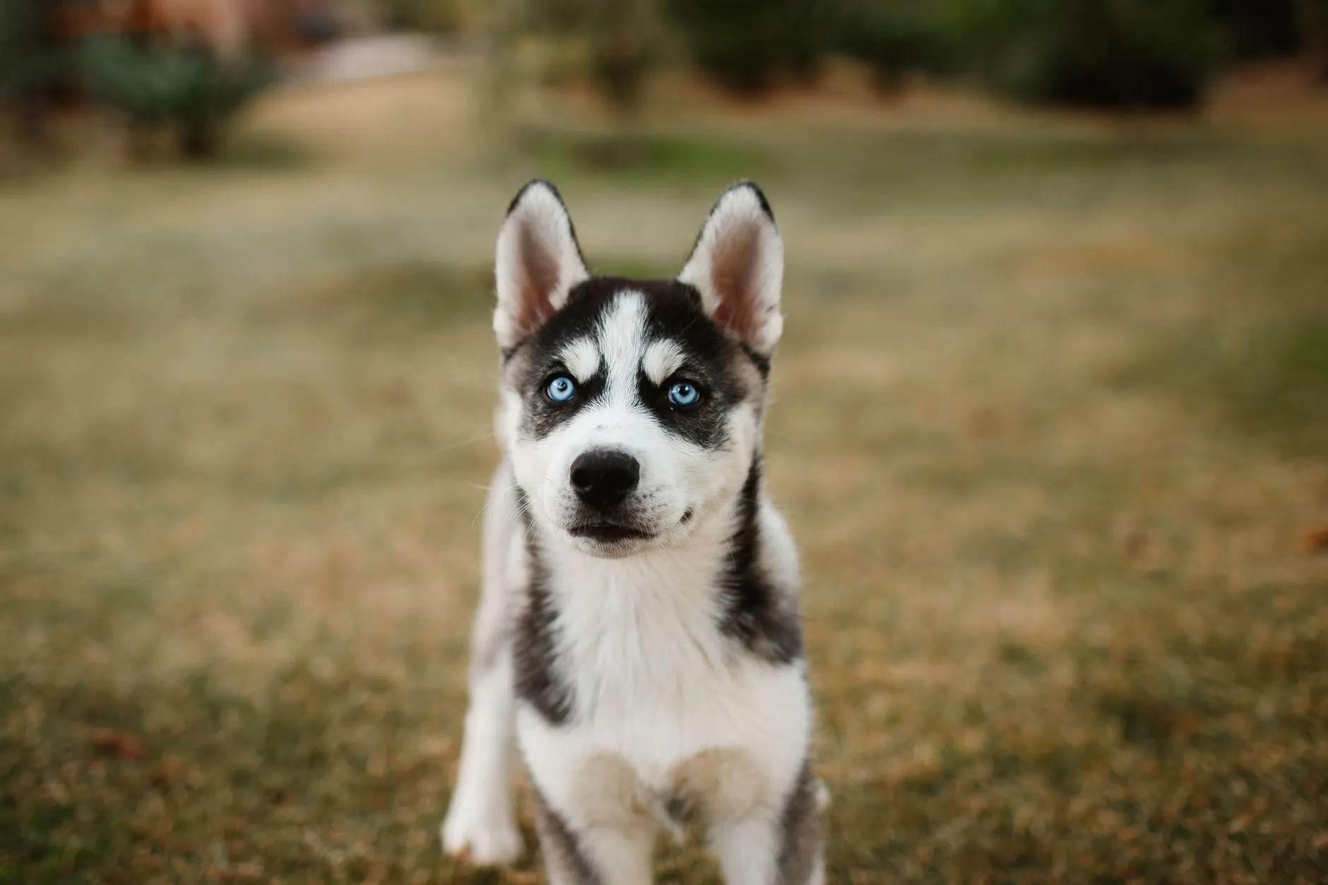 A Siberian Husky puppy