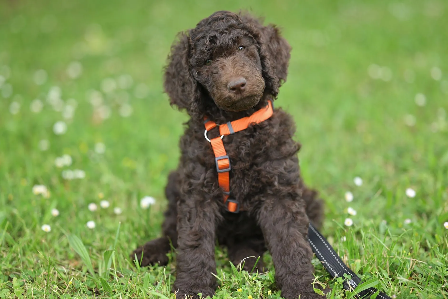 A Labradoodle puppy