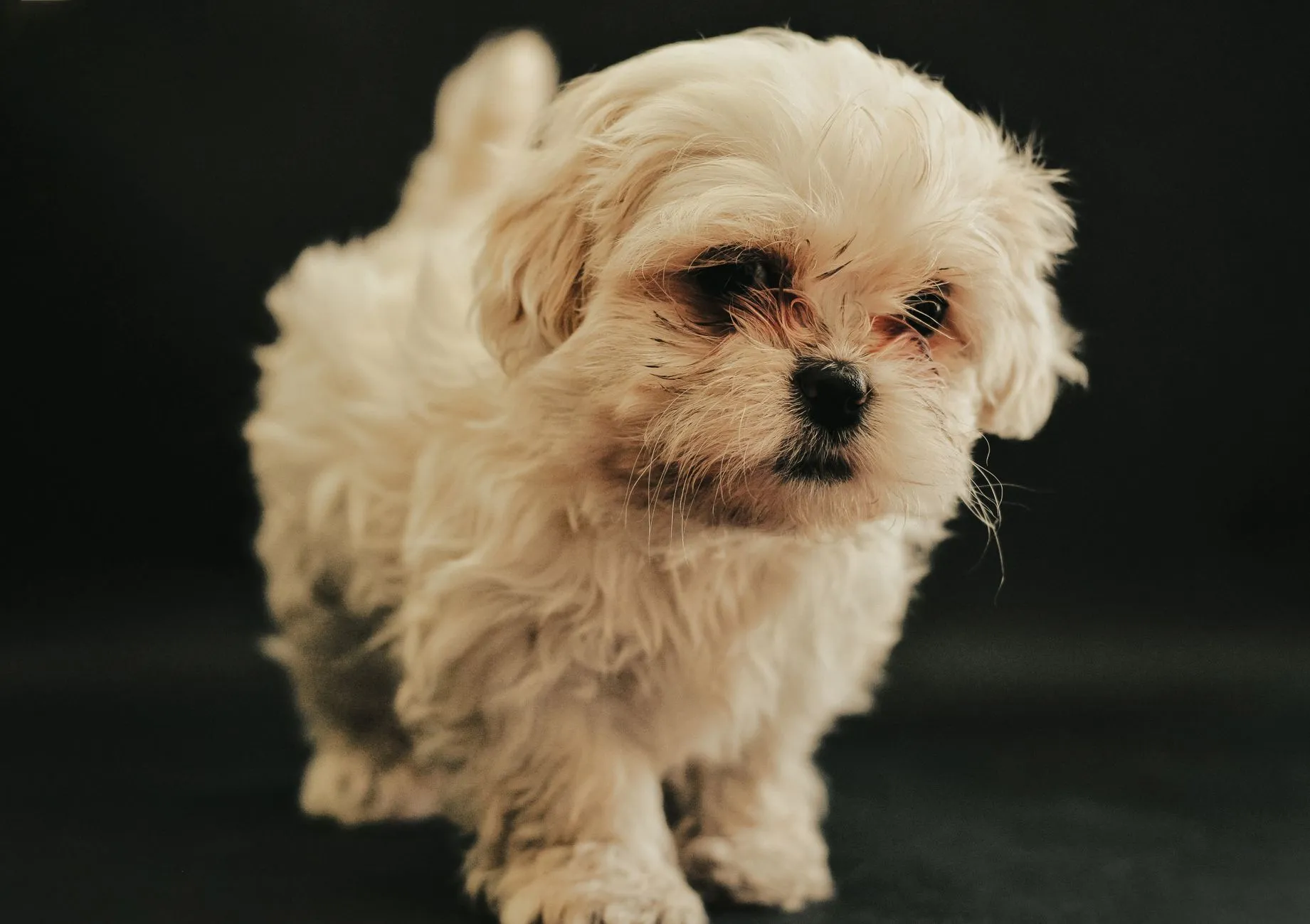 A Maltese puppy