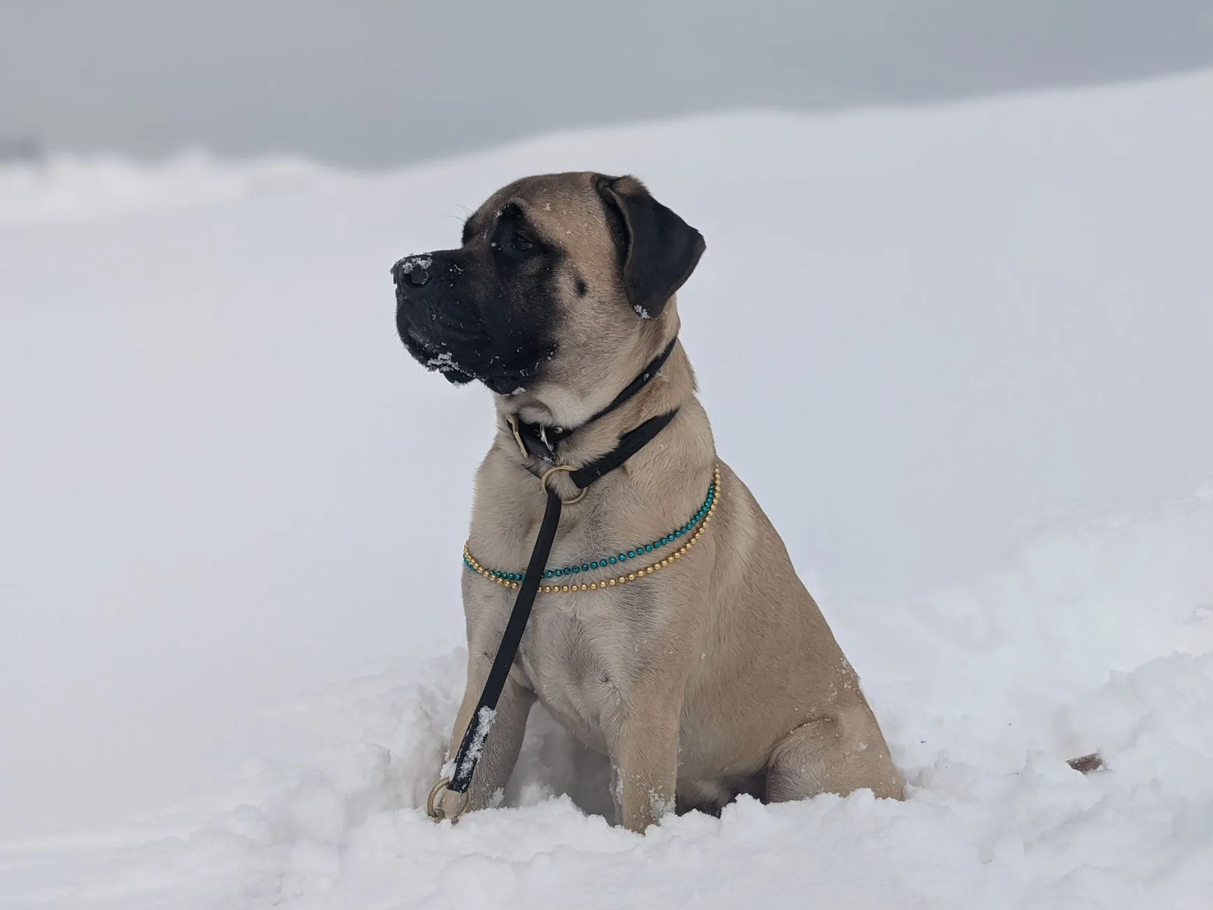 A Mastiff puppy