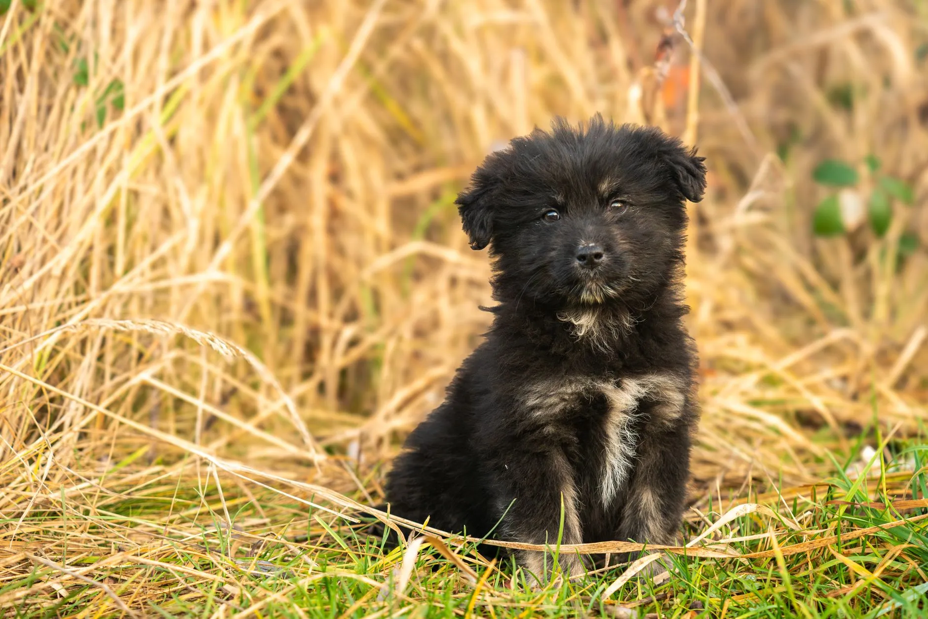 A mixed-breed puppy sitting on grass