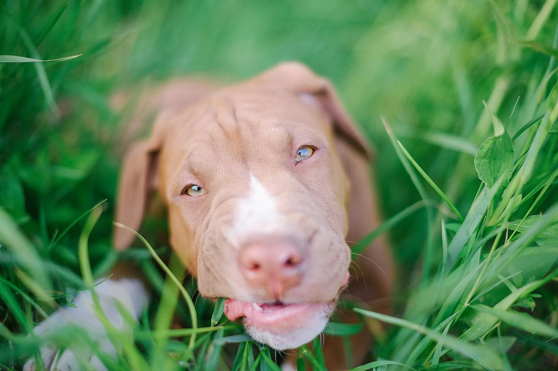 Pit Bull (American Pit Bull Terrier) puppy