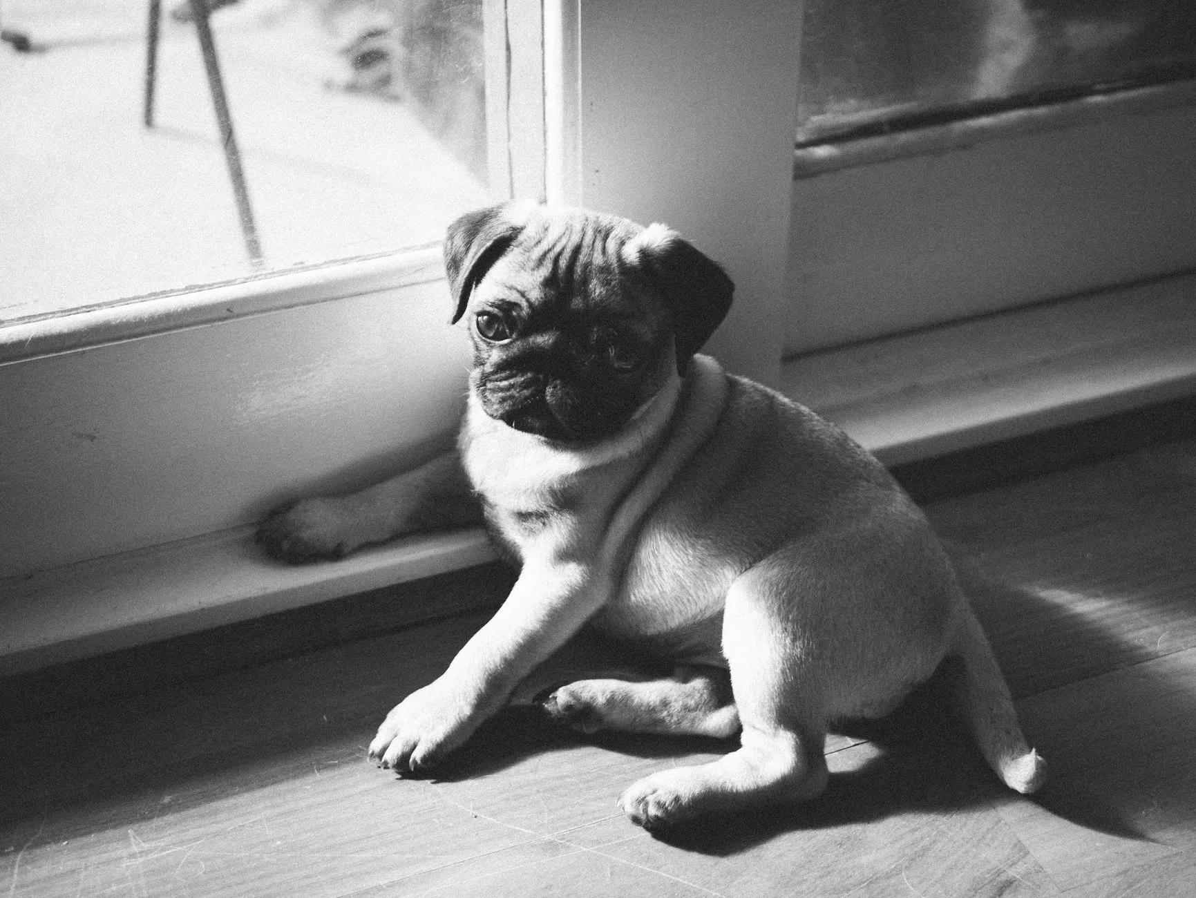 A Pug puppy
