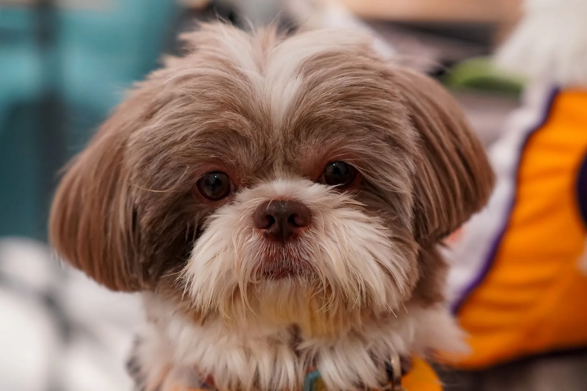 A Shih Tzu puppy
