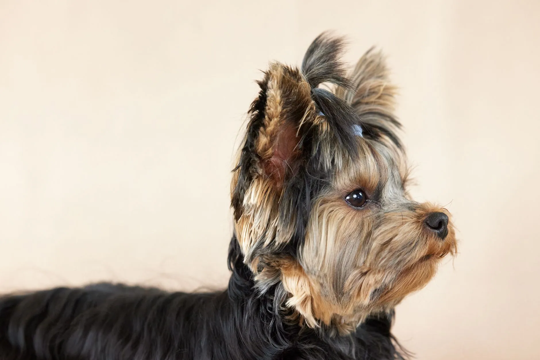 A Yorkshire Terrier puppy